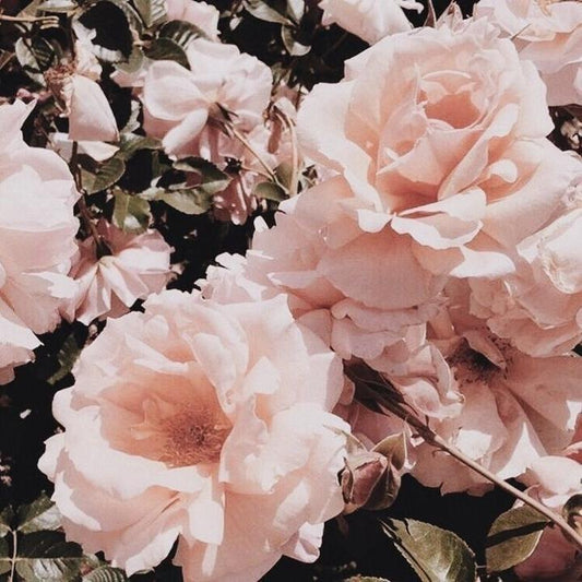 OUR FIRST COLLECTION; The Flower Collection